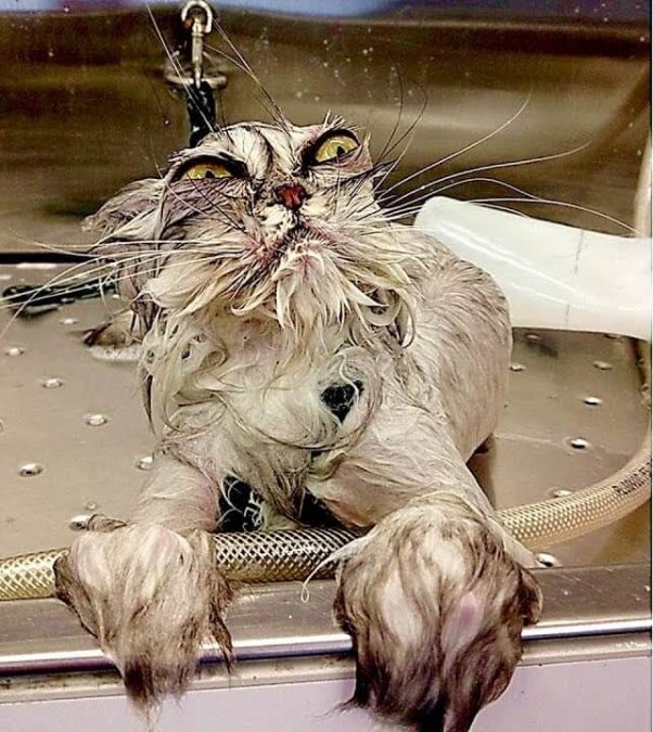 - ПРЯЧЬ ВСЕ ТАПКИ, СКА… СКАТЫВАЙ ПАЛАСЫ, СКА… ЦЕМЕНТИРУЙ ОБОИ, СКА… И НЕ СМЕЙ СЕГОДНЯ ЗАСНУТЬ, СКА... 