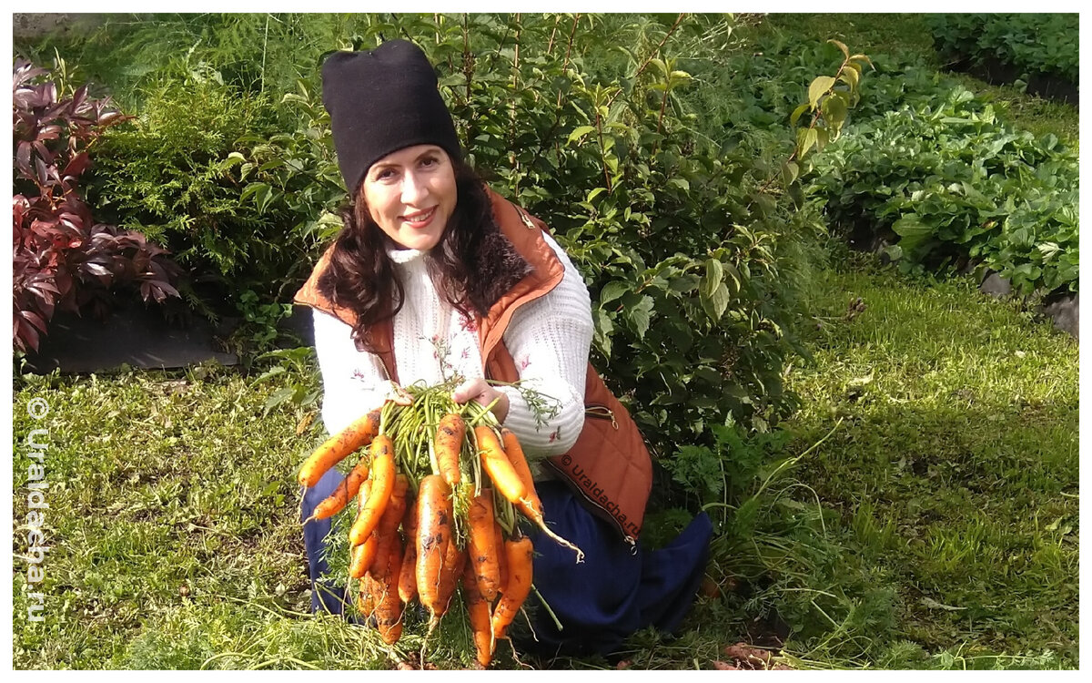 Подруга показала свой способ хранения моркови, в этом году буду делать именно так