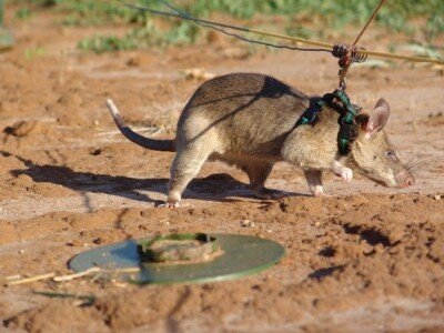    Созданы технологичные рюкзаки для дрессированных крыс-спасателей