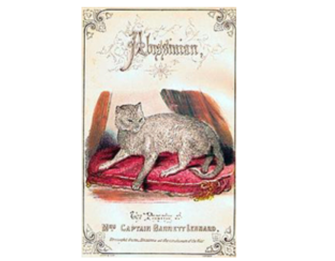 Форо кошки "ЗУЛЫ" из книги Гордона Стейблса "Кошки: их особенности и квалификация" 