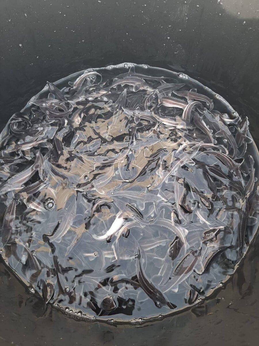  📷    В водоемы Оренбуржья запустили мальков стерляди, сазана и толстолобика Кристина Просвиркина