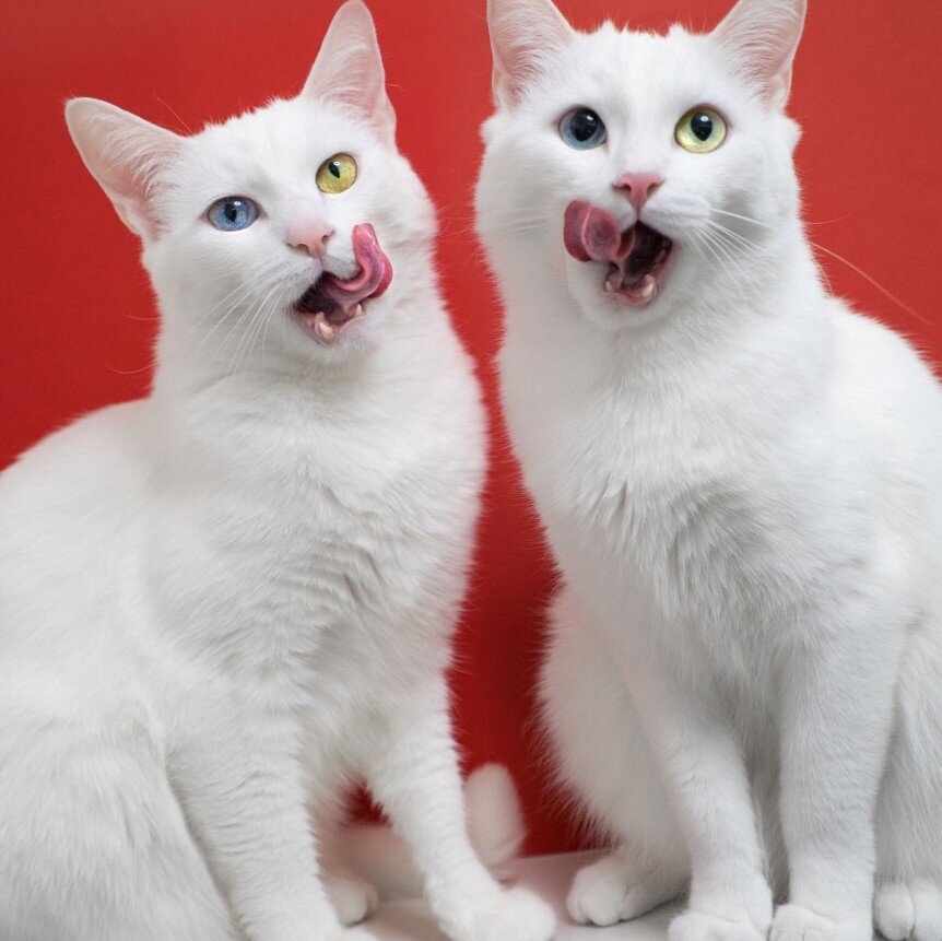 Фото из поисковой системы Яндекс