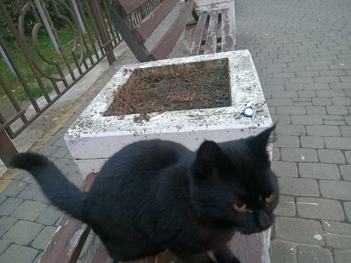 Котик во дворе