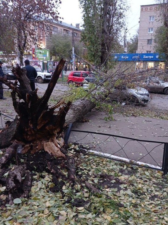     Дерево проломило крышу иномарки. Фото: Татьяна Захарова