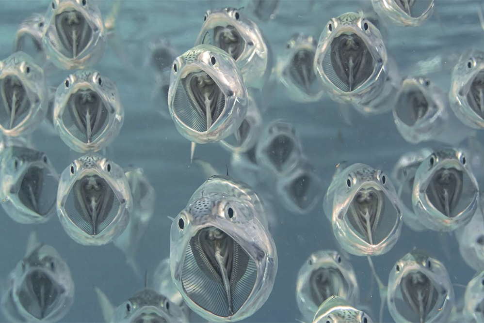    Фото: European Wildlife Photographer of the Year Awards
