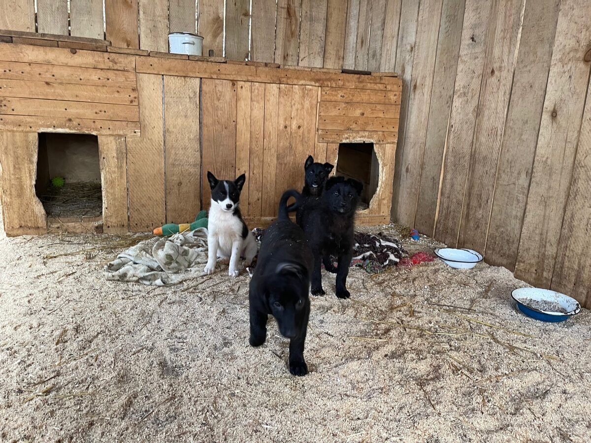 Щенки растут, а хозяева к ним не приходят