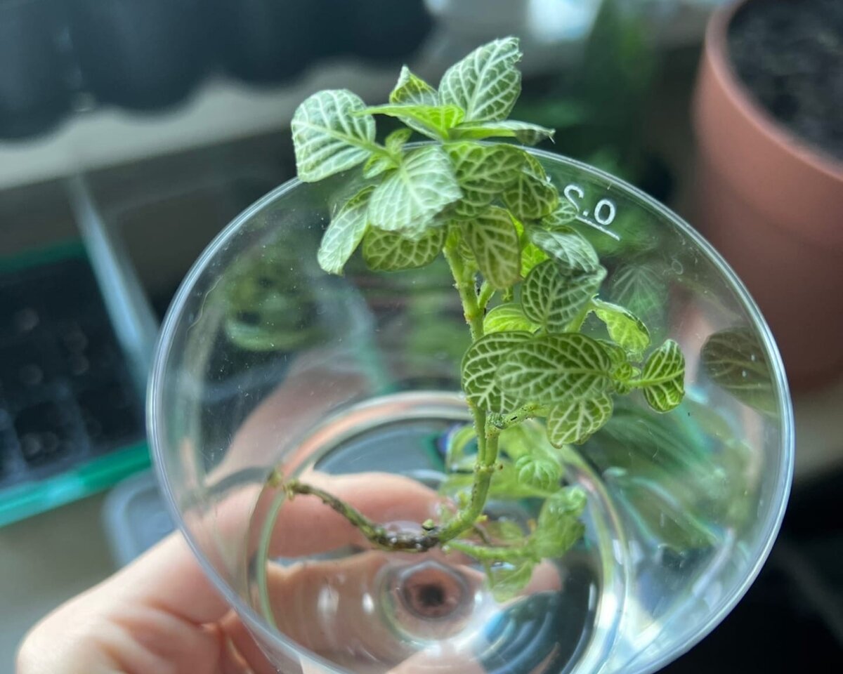 Фиттония беложильчатая без корней в стакане с водой