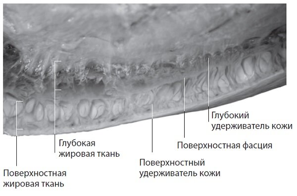 Поверхностный фасциальный слой. Воспроизведено с любезного разрешения Карлы Стекко.
