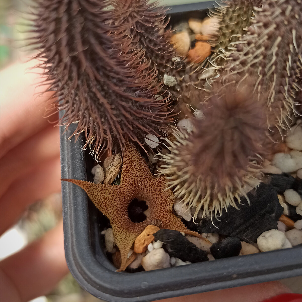 Huernia transvaalensis