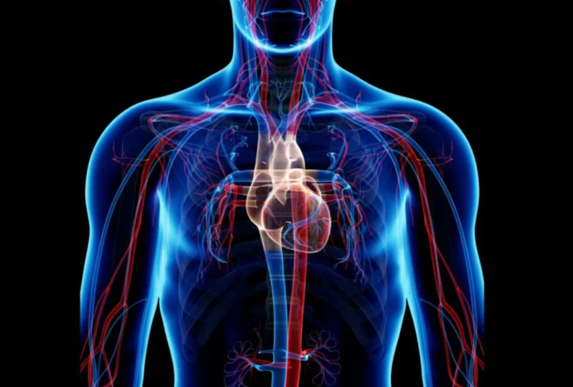 Любой новый организм. Сердечно сосудистая система. Сердечносусудистая система. Сердечкососудестая система. Сосудистая система человека.