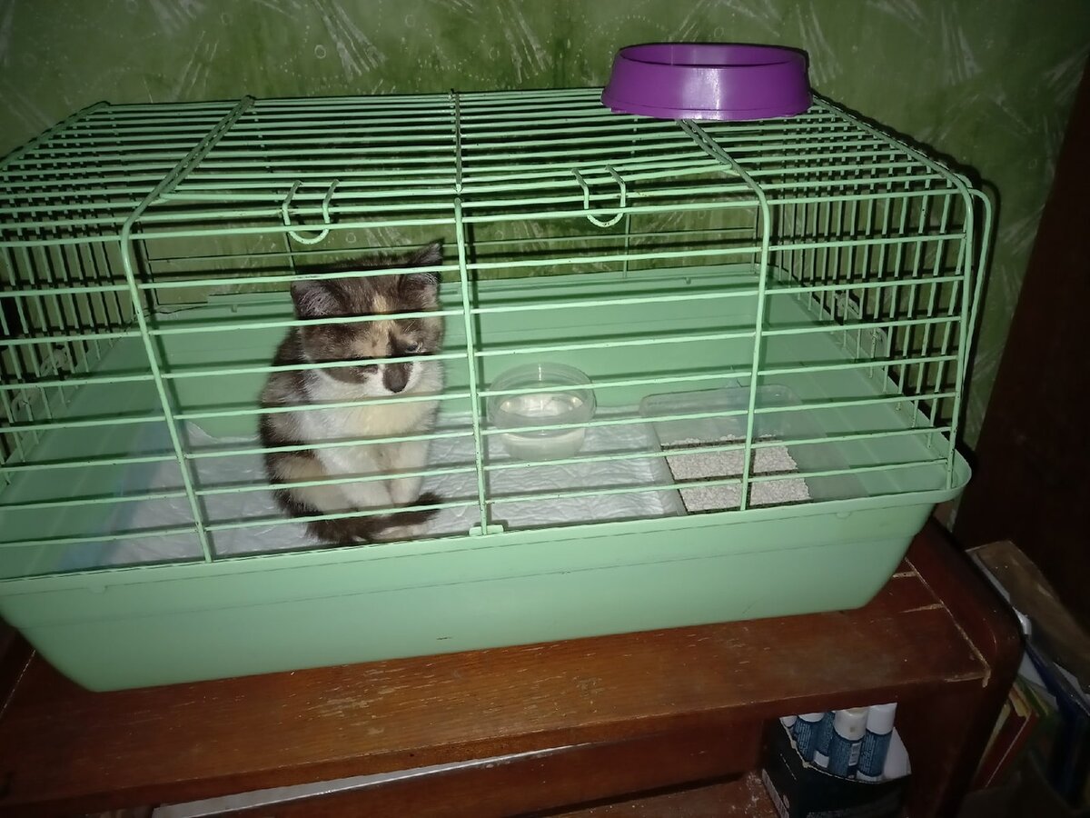 Пока ещё безымянная, но уже сытая малышка за минуту до того, как заснуть. (Фото из личного архива автора).