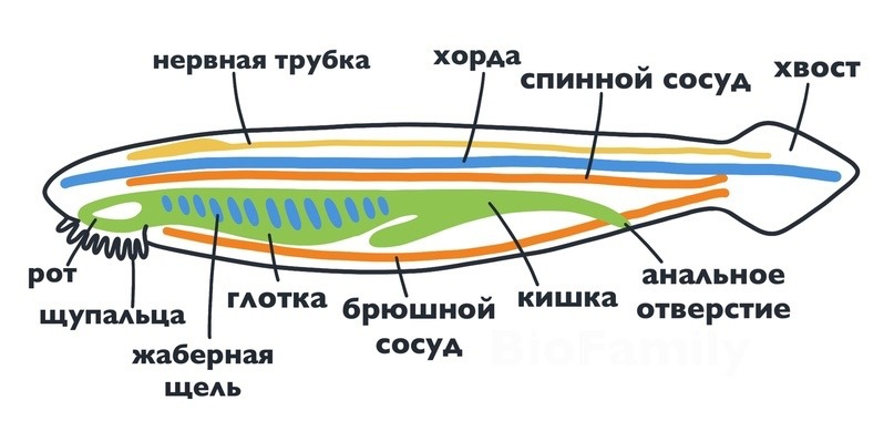 Biofamily биология. Внутреннее строение ланцетника таблица. Органы чувств ланцетника. Нервная трубка ланцетника расположена. Нервная система хордовых животных представляет собой.