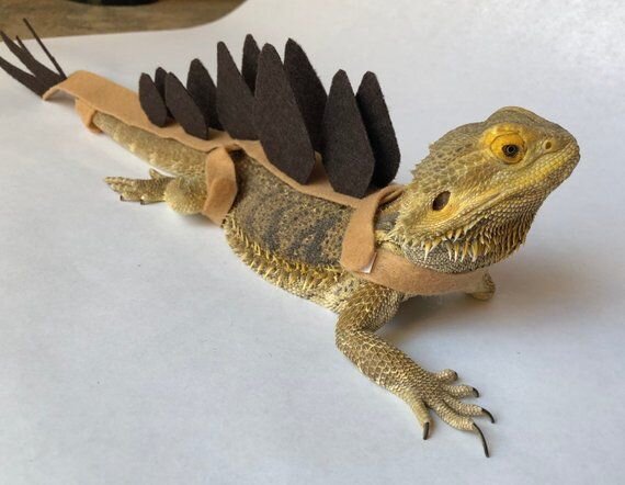 Костюм стегозавра