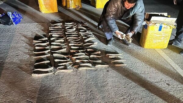   © Photo : Пресс-служба ДП Жетысуской области