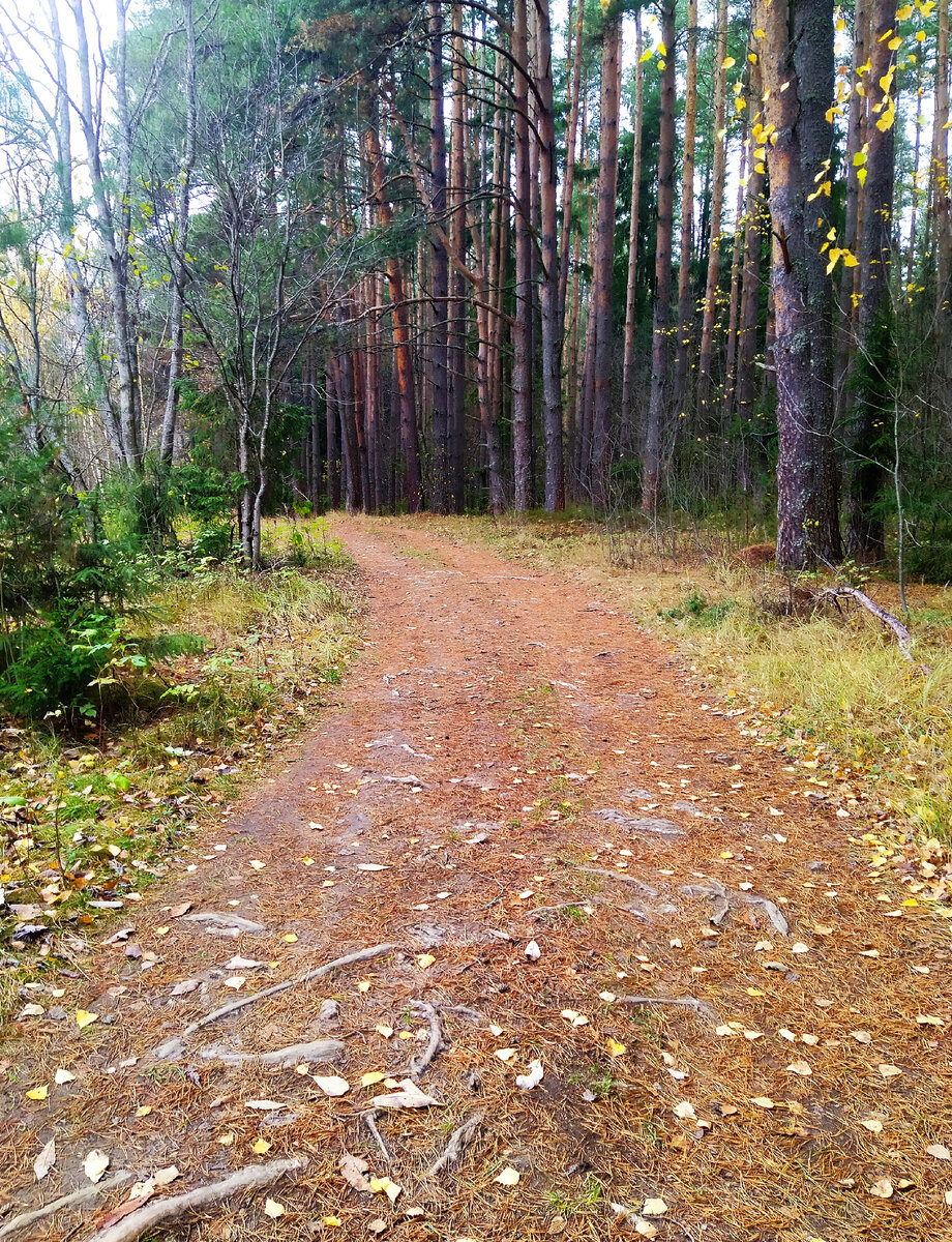 Поздняя осень в лесу