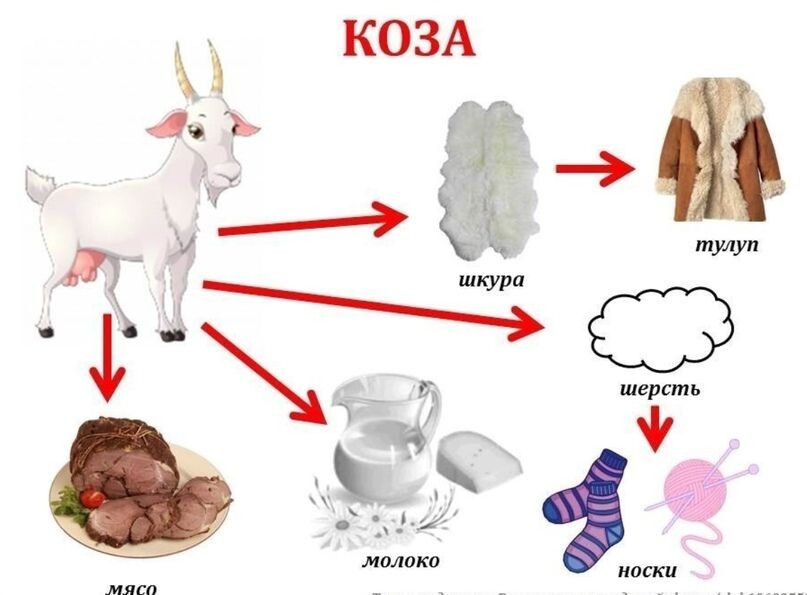 Вот пример бракованной козы с четырьмя сосками.