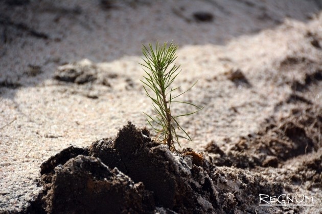    Сеянец сосны Марина Каширская © ИА REGNUM