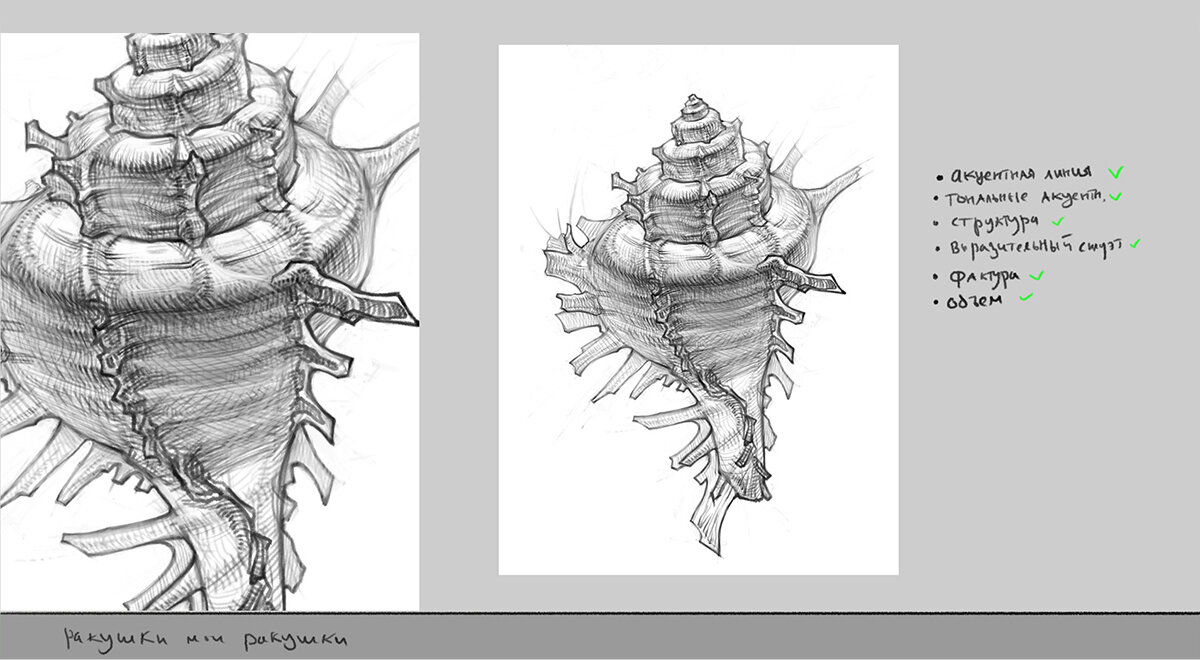 как нарисовать ракушку
