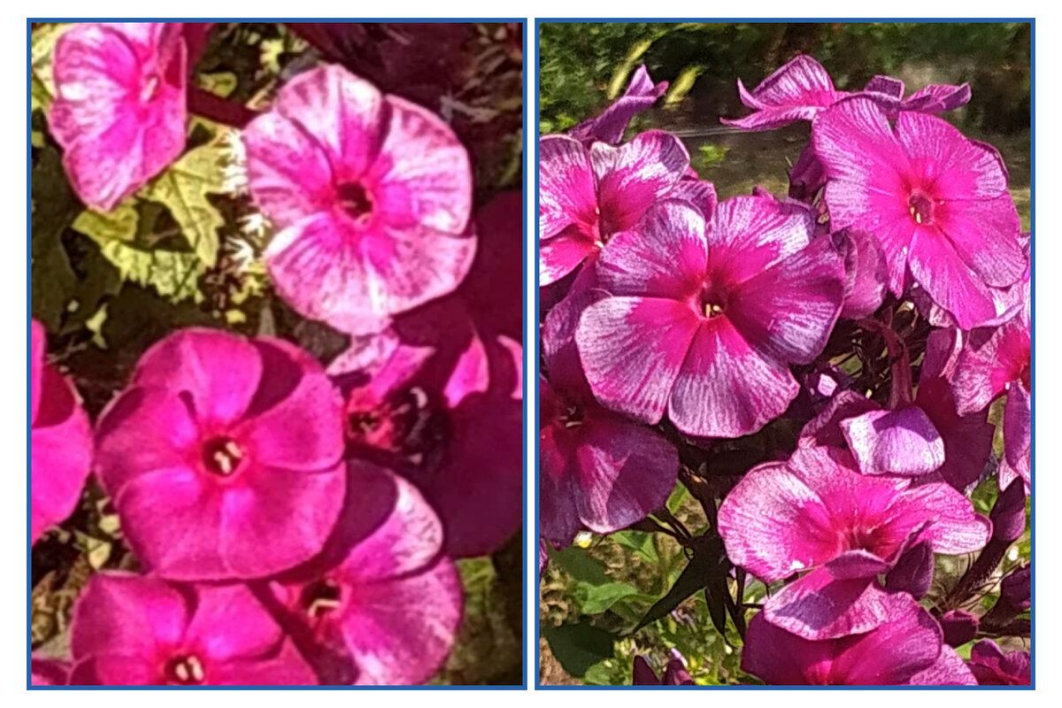 слева магик блю, справа дракон