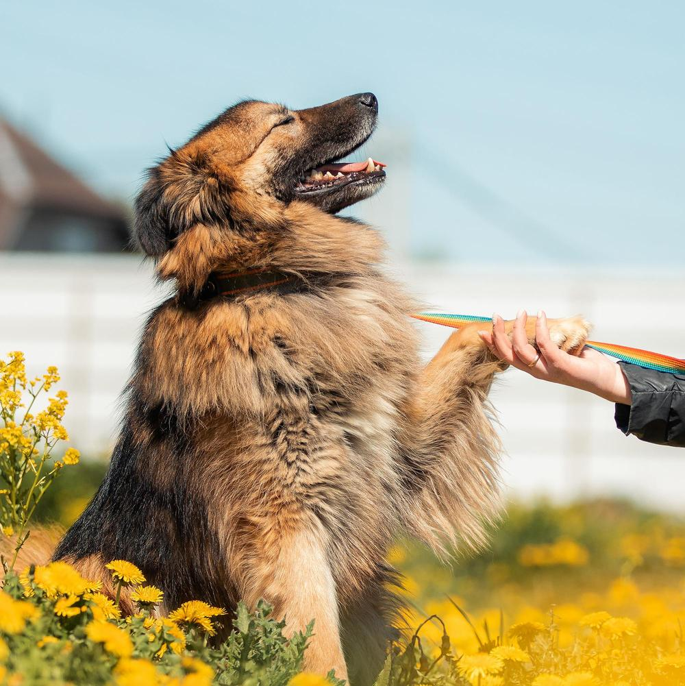 Африка ника брандта. Ник животных. Лев с боку. Ник животных. Персидский леопард.