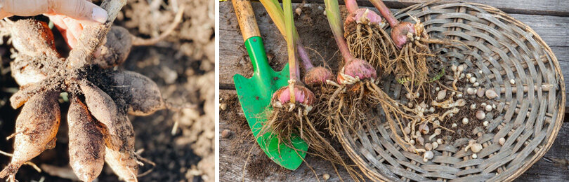 Когда и как выкапывать георгины и гладиолусы и как их хранить