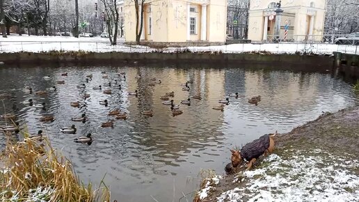 Первый снег. Минибуль Дан на прогулке в парке.