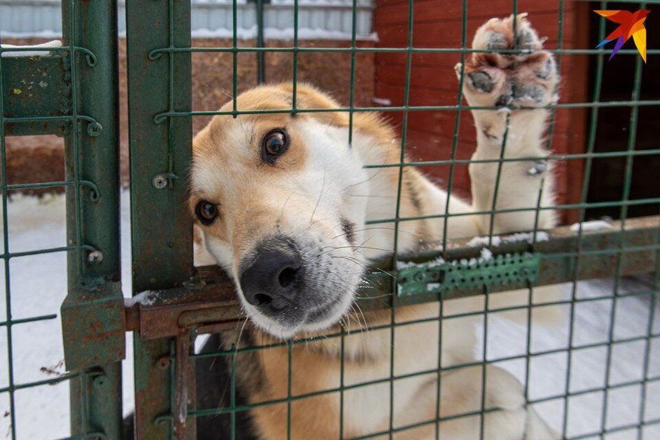     Нерадивые хозяева оставляют питомцев в гостиницах для животных навсегда. Михаил ФРОЛОВ