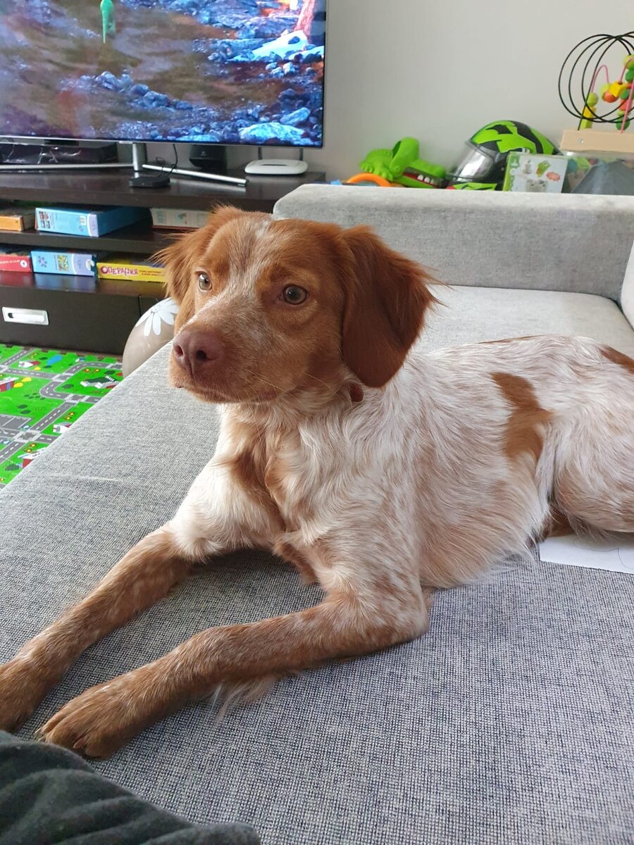 Эпаньол Бретон Аврора.