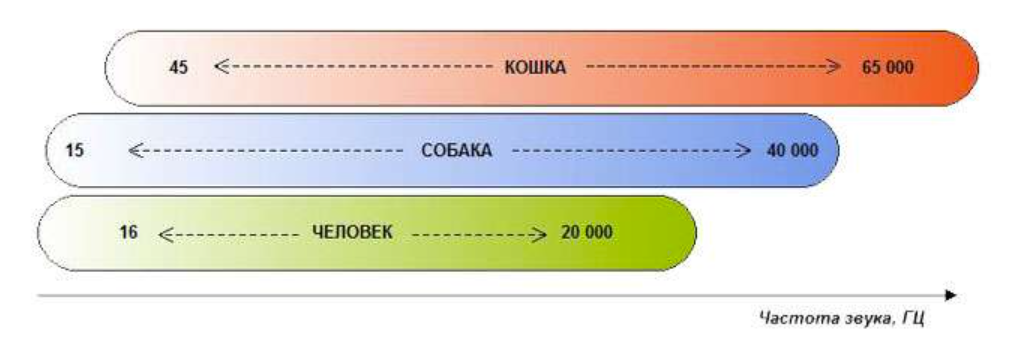 Диапазон слуха кошки. Частота слуха. Частотный диапазон слуха у кошек. Диапазон слышимости человеческого уха. Слышимый звуковой диапазон человека