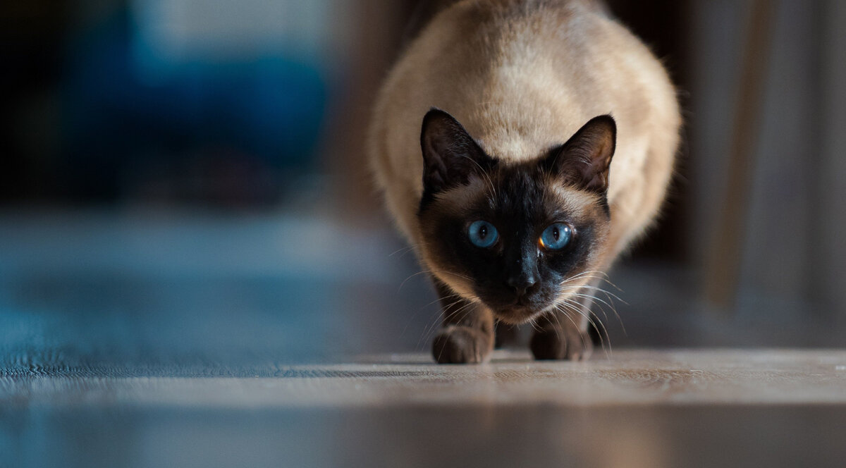 🐱 Сиамский кот взглянул недобро, сверкнул красным глазом, прищурился,  оценил противника | Коты&Люди | Дзен