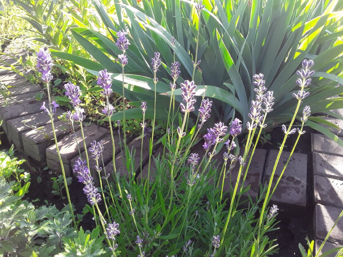 Весенняя стрижка была короткой