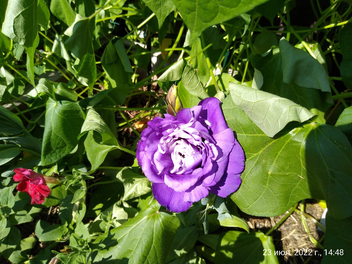 Полностью раскрывшийся цветок эустомы сорта ABC Пурпурная. 