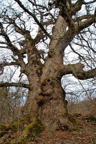 Разделение единства
