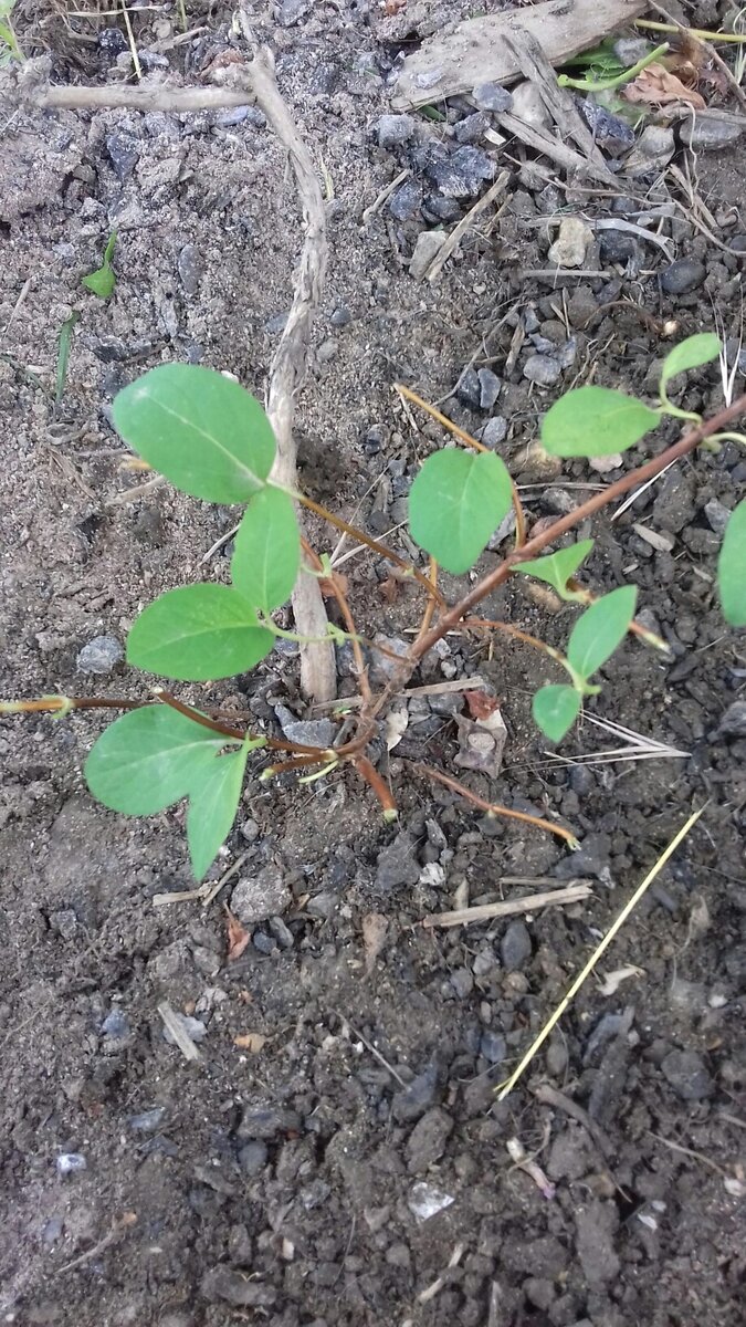 Жимолость японская весна 2019 года