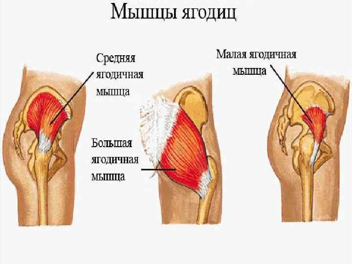 Тендинопатия ягодичных мышц. Большая средняя и малая ягодичные мышцы. Средняя ягодичная малая ягодичная. Большая средняя и малая ягодичные мышцы анатомия. Мышцы ягодиц.