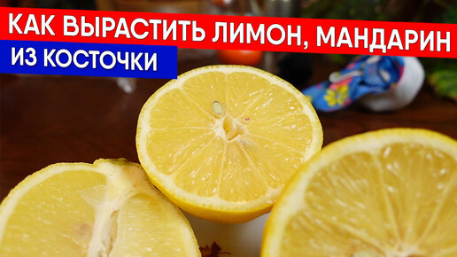 Как вырастить лимон, мандарин из косточки