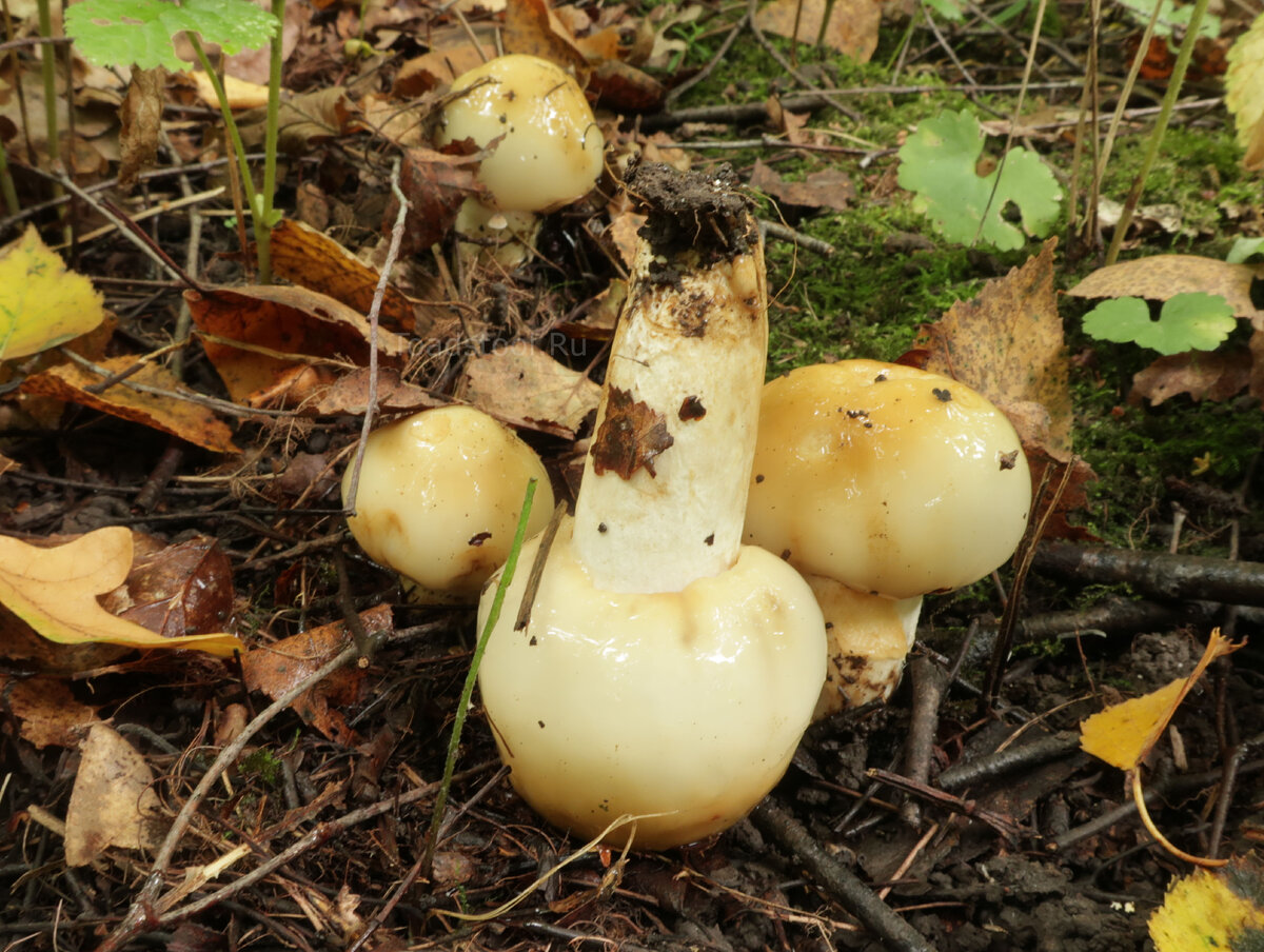 Буквально капля нашатырного спирта закрыла бы вопрос раз и навсегда. Ну почему?.. (фото И.Лебединского)