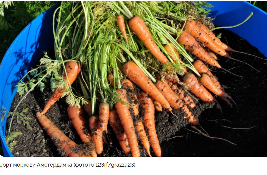 5 сортов урожайной моркови для средней полосы
