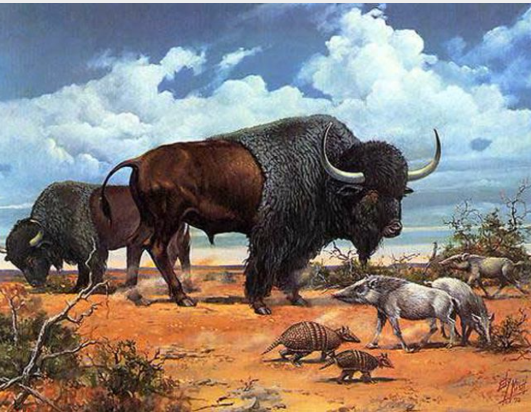 Название древнего животного. Степной Бизон вымерший. Бизон плейстоцен. Шерстистый Бизон. Первобытный длиннорогий Бизон.