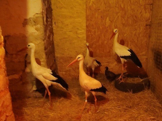     Две пары аистов будут жить теперь на территории обители. Фото: группа "Дом белого аиста" в социальной сети "ВКонтакте"