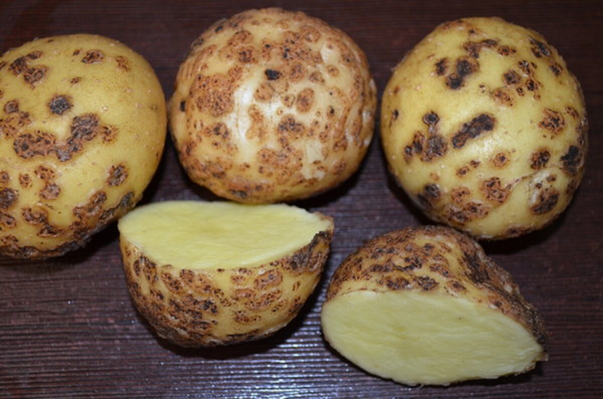 Картофельная парша фото