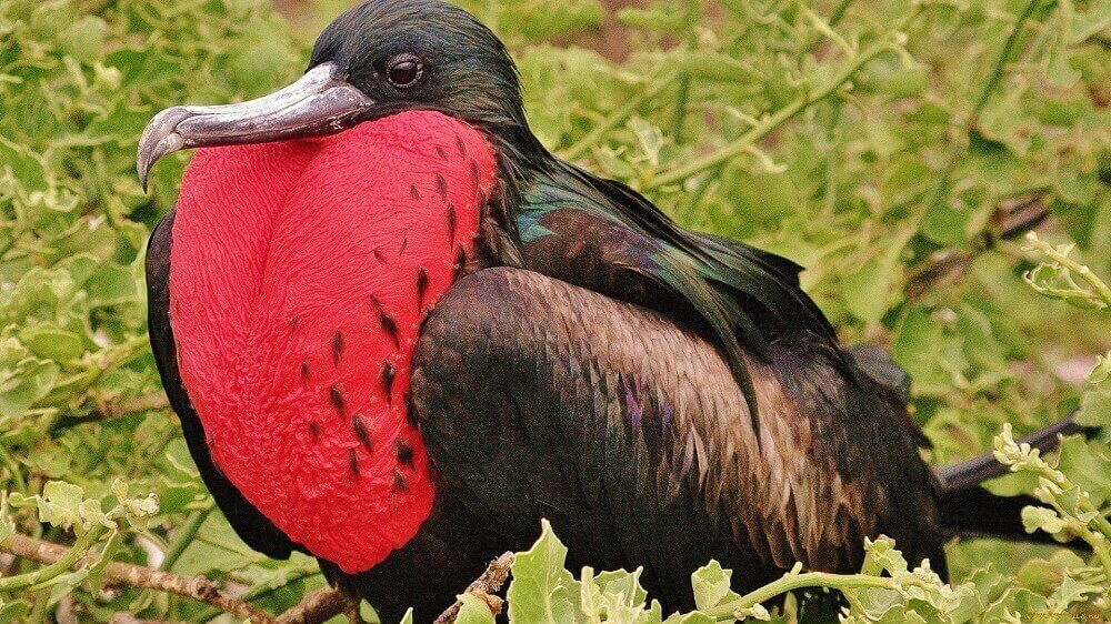 Рождественский фрегат (Fregata andrewsi)