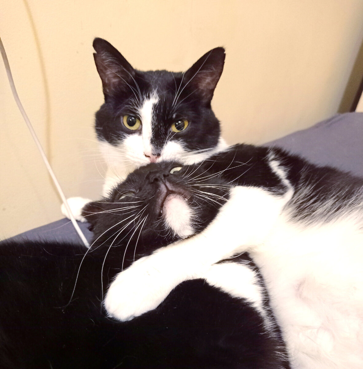 Хорошо что Геральту и Сурену никто не звонит 