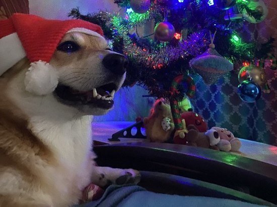     фото: МК в Туле