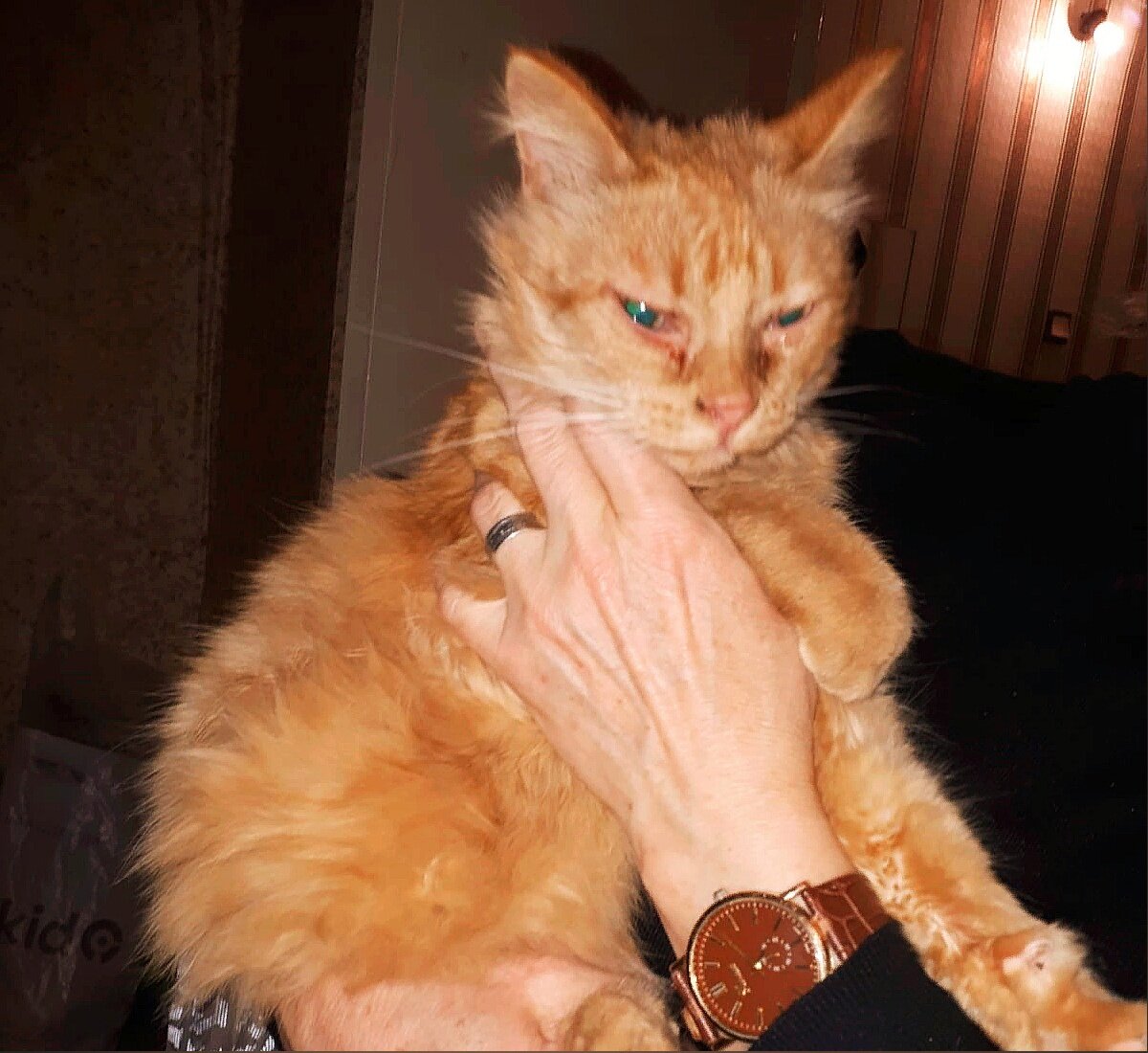 Когда котика берут на руки, он обнимает человека за шею.  Очень ласковый рыжик.