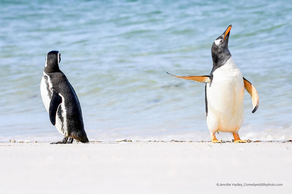    Фото: The Comedy Wildlife Photography Awards