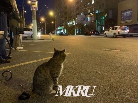   МК в Чите