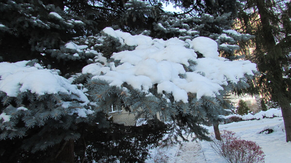 Голубые ели в снегу