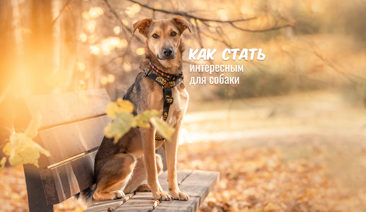 Фанта, ищет дом