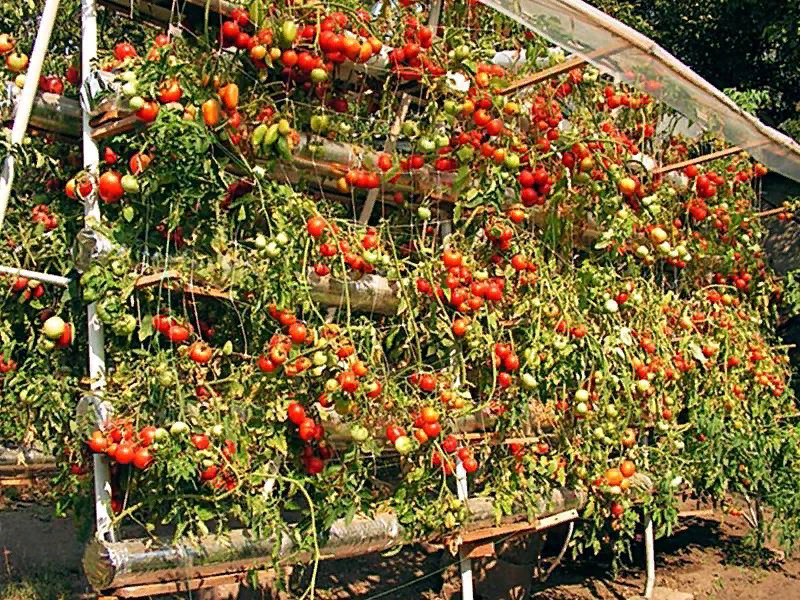 Ампельные томаты – растут и в огороде, и на подоконнике